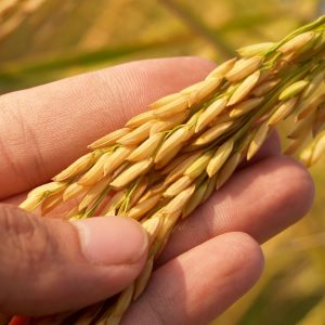 Seeds Agro Biotechnology